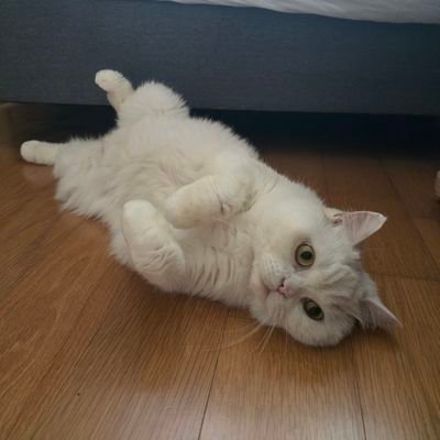 비트코인과 고양이를 좋아하는 평범한 아저씨입니다. 🐱 화장실을 이용한 뒤에는 손을 씻읍시다.👏🧼🫧 지하철과 엘리베이터는 안의 사람 먼저 내리고 탑시다.🚇