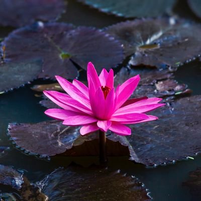 京都·滋賀でヨーガ講師していました。現在は修行を深める為、潜伏中。座学のみ。2018年より京都の禅師に師事。インド密教について掘っていきます。