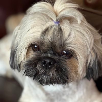 AngelA1453639's profile picture. EARTH ANGEL, ARCHANGEL, DEVINE MESSENGER IN CHRIST. Please NO DM’s          🌟🏆😇🦋👑⭐️👑🙏