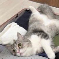Fukuke (@uke1859k) 's Twitter Profile
