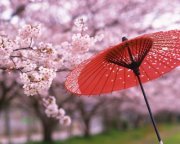 Michiko, SASAYAMA, Licensed Tour-Guide of English in Tokyo, JAPAN
Pemandu Wisata berbahasa Inggris dan Indonesia
http://t.co/rByqBnrJyK