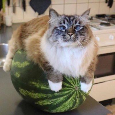 melonpult.flpさんのプロフィール画像