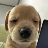 멭차 (@metccha) 's Twitter Profile