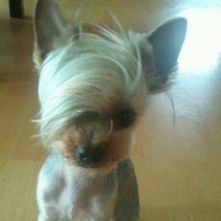 꿀꽈배기 (@1hyun_jun) 's Twitter Profile