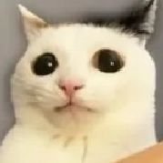 Irene_priv_'s profile picture. She/ her 
:D