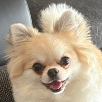 ポメチワ める🐾 (@atachiha_meru) 's Twitter Profile Photo