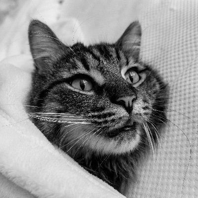 Entrepreneur, Libertarian, lifetime low-carb.  Donnez-moi du chocolat Français ou donnez-moi la mort. I'm only here for investment recon & kitten videos.