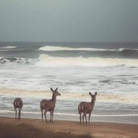 ظَـبيه (@l9_iji) Twitter profile photo