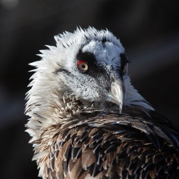 keihuma's profile picture. 