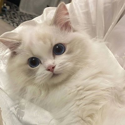 luv_okayu's profile picture. おかゆうりー！！！！！いとうあつしー！！！！