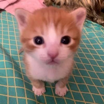 mimi463124's profile picture. 个人bg稿件分享/均为梦向角色/有原型勿扒/xp极其恶俗请自动避雷/作者均为@buyaochilea