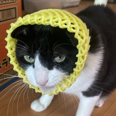 MKkuwa31's profile picture. 趣味でクワガタをで飼育している者です。未熟で知識はありませんが、クワガタ好きの皆さんと情報を交換しながら学んでいきたいと思います。お気軽にフォローお願いします🙇🏻