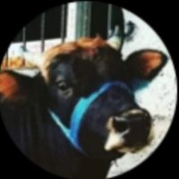 conege bey (@mazemazebaba) 's Twitter Profile