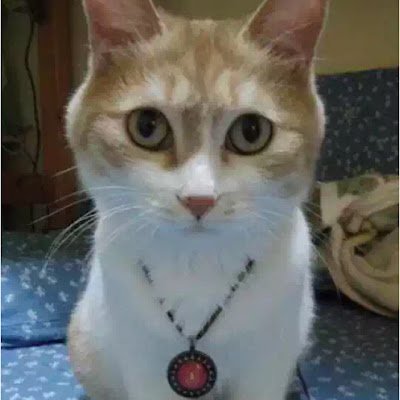 YajiaoL123's profile picture. 