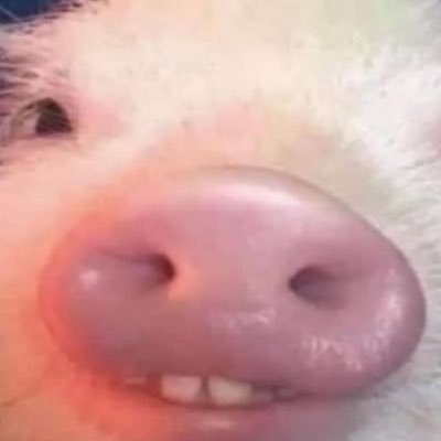 MSC2401's profile picture. 