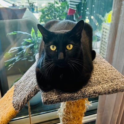 AntagonistCat's profile picture. 