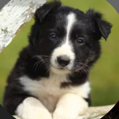 hi im animal lover and I post stuff about animals and nature please follow me 💓
you can also find me on youtube as animal lover & Instagram animal95447