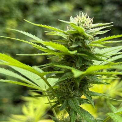 cannabis_trees's profile picture. Family Trees cannabis company came to fruition to get people what they pay for quality, consistency, and smiles every time