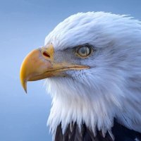 aymanelgndy (@elgndyayman8) Twitter profile photo