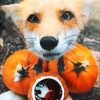 ππ Limestone Puppy ππ (@necrotix_puppy) 's Twitter Profile