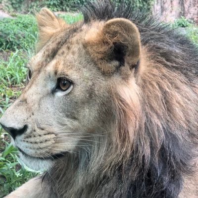 mini__0050's profile picture. 主に東山動植物園ライオン🦁トラ🐯ジャガー🐆ヒョウ、日本各地の大型猫科🐱🐈‍⬛や、鳥羽水族館のラッコ🦦を観させていただいています。💫無言フォロー、いいね✨失礼します✨ありがとうございます🌿🙇‍♀️