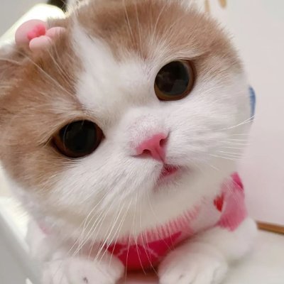 AzuraSeren's profile picture. 甘いものが大好き。ケーキとコーヒーのために毎日走ってます🍰☕