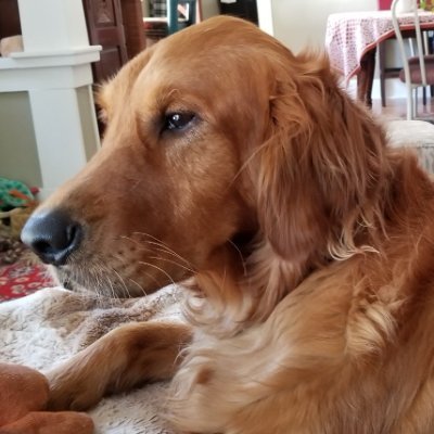 MAGA and pet lover. (AND Please don't follow me if you think I'm some guy who will DM you, give you money, and will be your