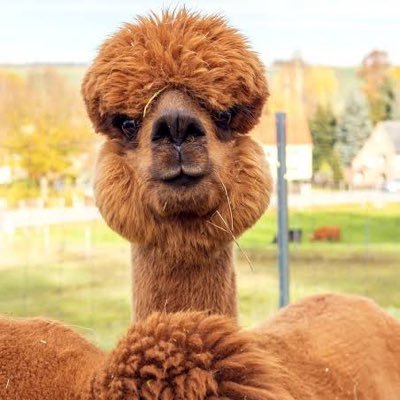 alpaca7789's profile picture. Toxic alpaca