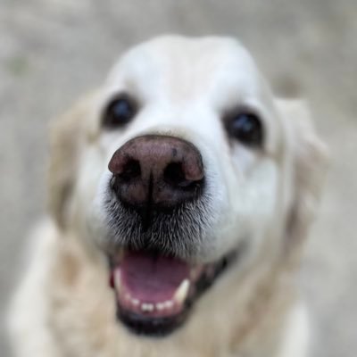 I a very happy girl. I am very friendly and like to meet other doggies and their families 😊my tweetheart is da loverley Georgie @JustGeorgeGR