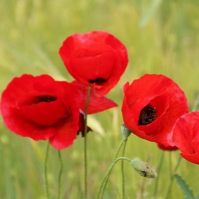 GabrielaS230's profile picture. „A w co wierzysz? W Polskę wierzę” 🇵🇱