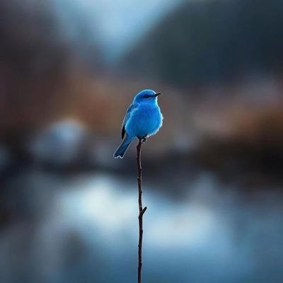 Valérie Mora 🇪🇸🇫🇷🇨🇺 Profile