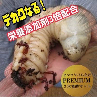 最強のカブトムシ☆クワガタマット作ってます