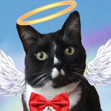 Capt 👨✈️ Jerry #TheAviators #ZSHQ LT Jerry #JerrysCucina Stuffie brofurs-Dougal & Brugge 🐻 YT channel https://t.co/ENIuwZ5UD9