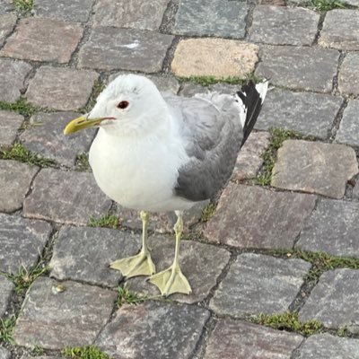 gamlavastern's profile picture. 