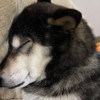 900Noob48121's profile picture. 