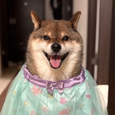 黒柴のあずき(10歳♀)胡麻柴の花(11歳♀) 花は繁殖犬でしたが、2歳の時に引き取りました。おとーぽん(旦那)おかーぽん(私)7歳の娘(S隊長)の5人家族です。 無断転送はお断りしてます。いつもコメント、いいね ありがとうございます☺︎