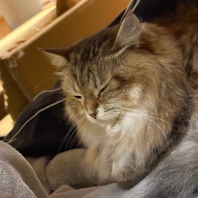 napi_sama____u's profile picture. 22歳160/47/C 条件、内容書いてDMお願いします！ 書いてない人返しません🙇🏻‍♀️実績ある人送って欲しいです！