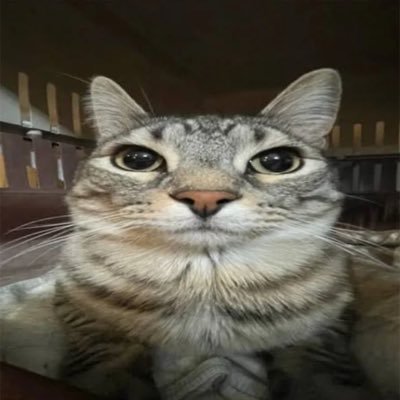 catharoldd's profile picture. im harold