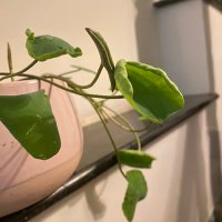 TRAN THI NGOC (@tranthingo5829) 's Twitter Profile