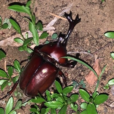 Milkycomcomxyz's profile picture. 昆虫採集and飼育（現在住んでる家の事情で成虫管理のみ。カブクワ繁殖技術の勉強中、3年後からカブクワの繁殖を予定）