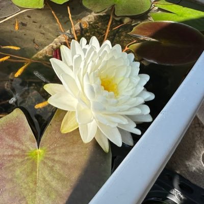 tomo10731's profile picture. 