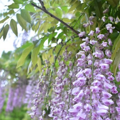 はやてって言います! ゆるキャン△ ごちうさ ラブライブサンシャイン好きです! FRUITS ZIPPER、超ときめき♡宣伝部、CUTIE STREET 、CANDY TUNE などアイドルも好きです! よろしくお願いします!
