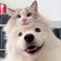 Need2Sleep (@sleepneed247) 's Twitter Profile