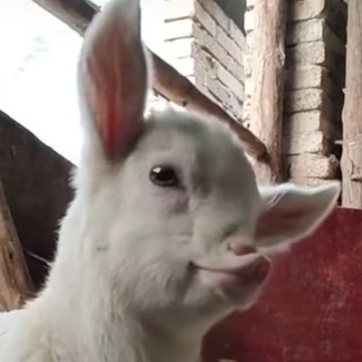 Babelalalis's profile picture. 👏