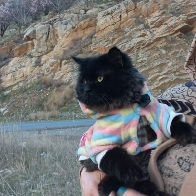 bahareVakili's profile picture. 