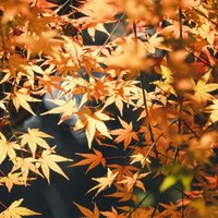 D tryfu (@dtryfu44679) 's Twitter Profile