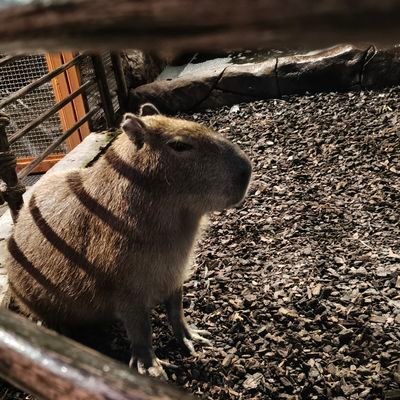 DarkCrisen's profile picture. soy hombre aunque el nick parezca de mujer 
ya recai, saquen chat para platicar lo q sea 😈😈
#drugtwt #drugstwt #subtwt