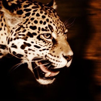 eclipzwejae's profile picture. 