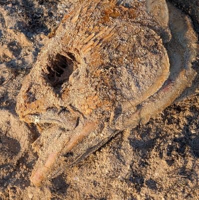 BrittanyVeitch's profile picture. 