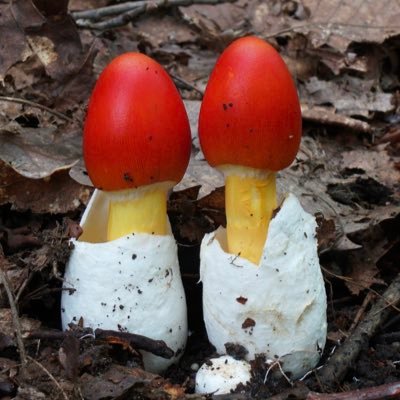 Sapporo_Kinoko's profile picture. https://t.co/P70v1v9G6p